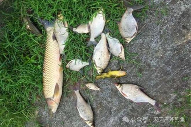 4个野钓“神饵”色香味俱全狂拉各种大鱼