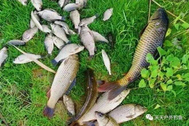 2种最常见野钓饵料朴素中带着神奇出门钓鱼必带一种